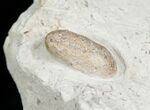 Fossil Snake Egg - Bouxwiller, France #5797-1